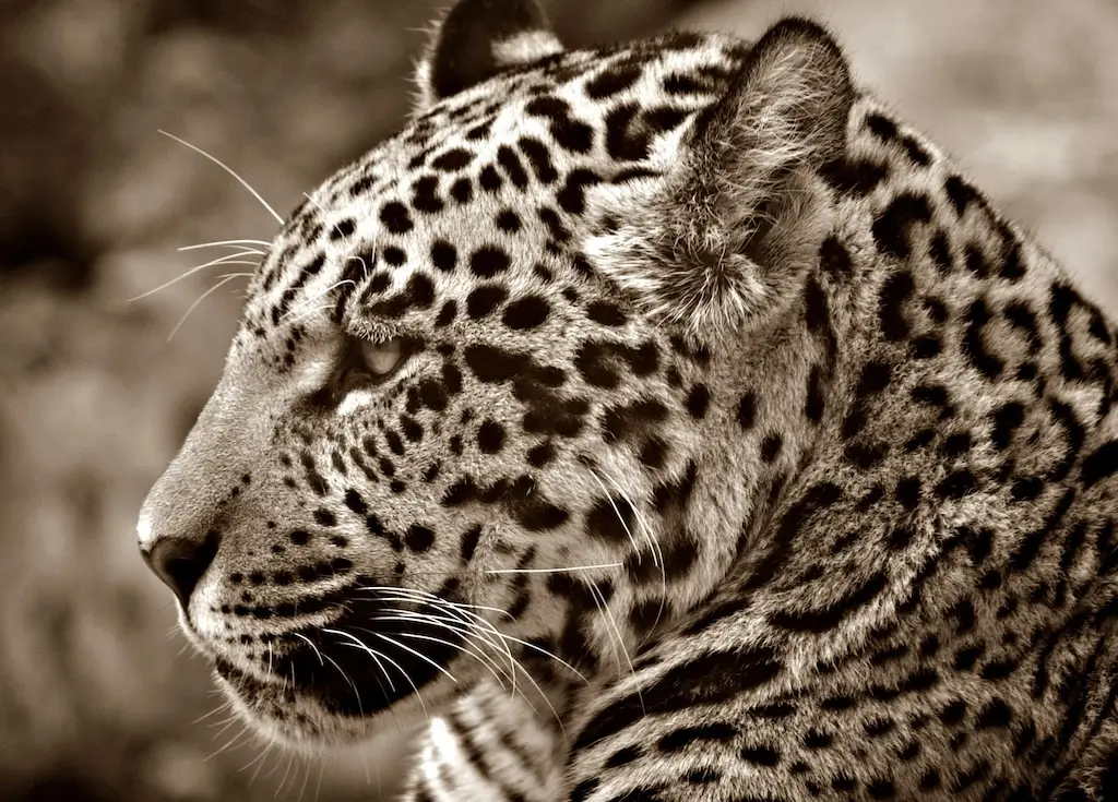 a majestic jaguar looking to the left